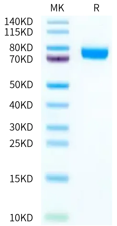 CD120B-HF002 Bis-Tris-PAGE-white result