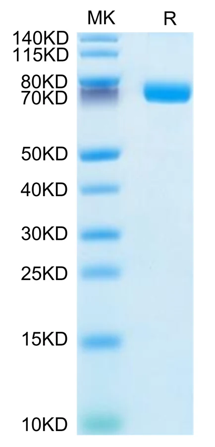 CD121B-HF001 Bis-Tris-PAGE-white result