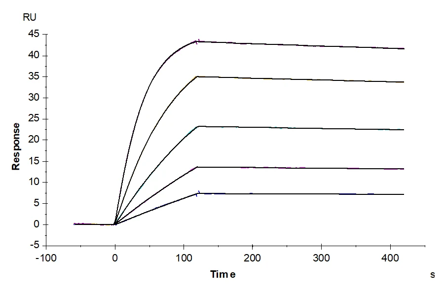 CD121B-HF001 SPR result