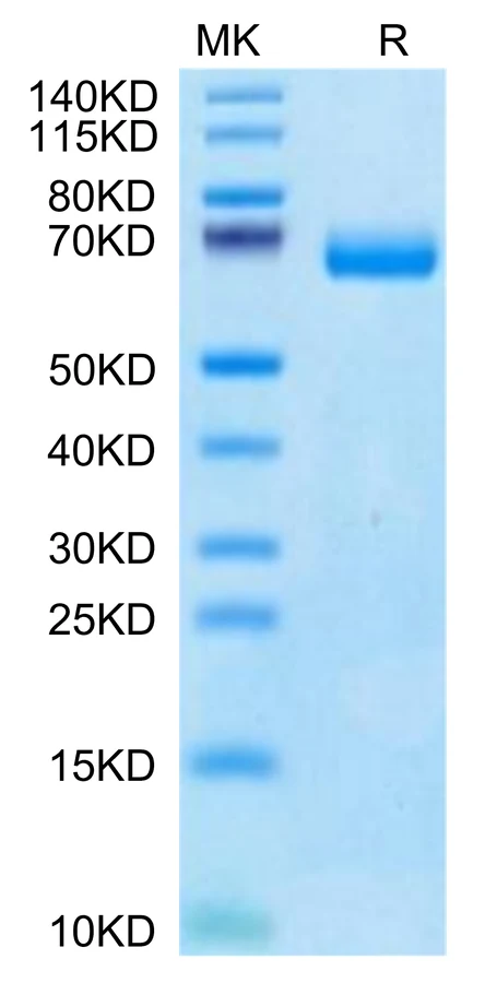 CD122-HF001 Bis-Tris-PAGE-white result
