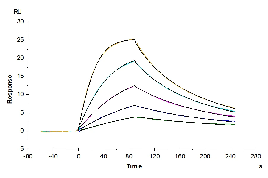 CD122-HF001 SPR-2 result
