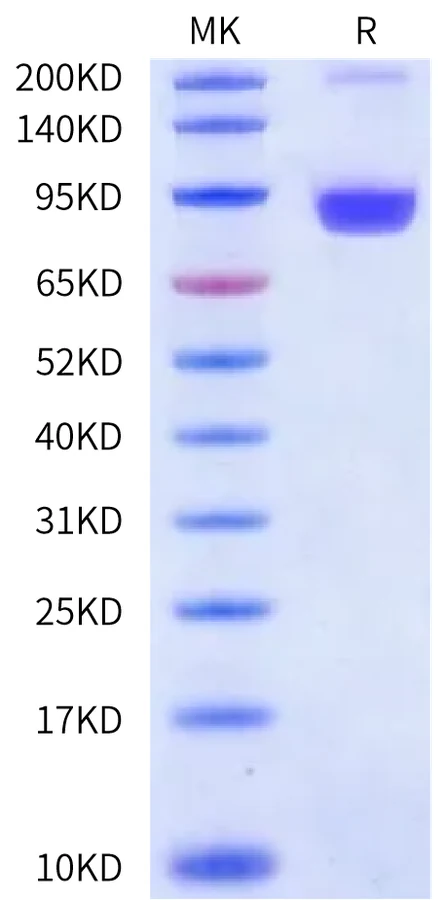 CD123-HF001 Bis-Tris-PAGE-white result