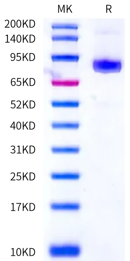 CD125-HF001 Bis-Tris-PAGE-white result