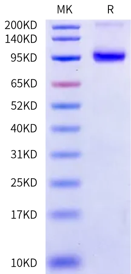 CD126-HF001 Bis-Tris-PAGE-white result