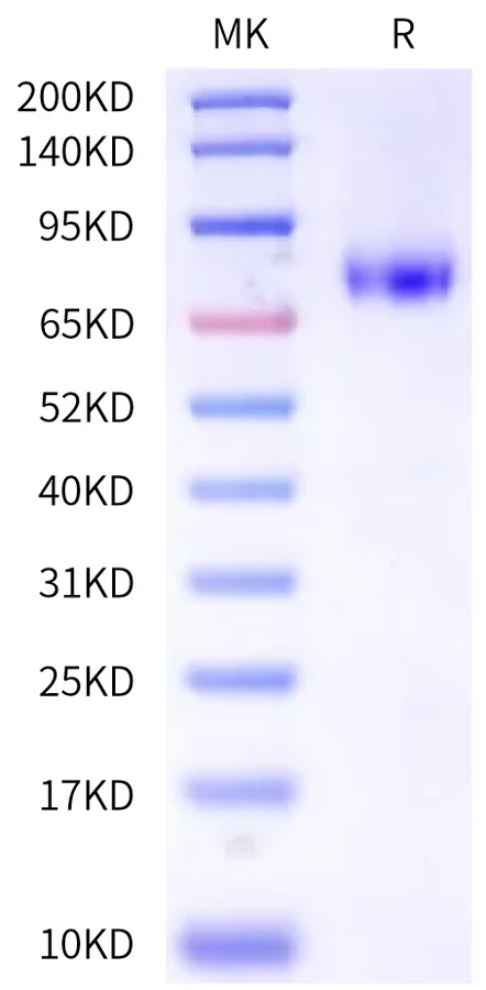 CD127-HF001 Bis-Tris-PAGE-white result