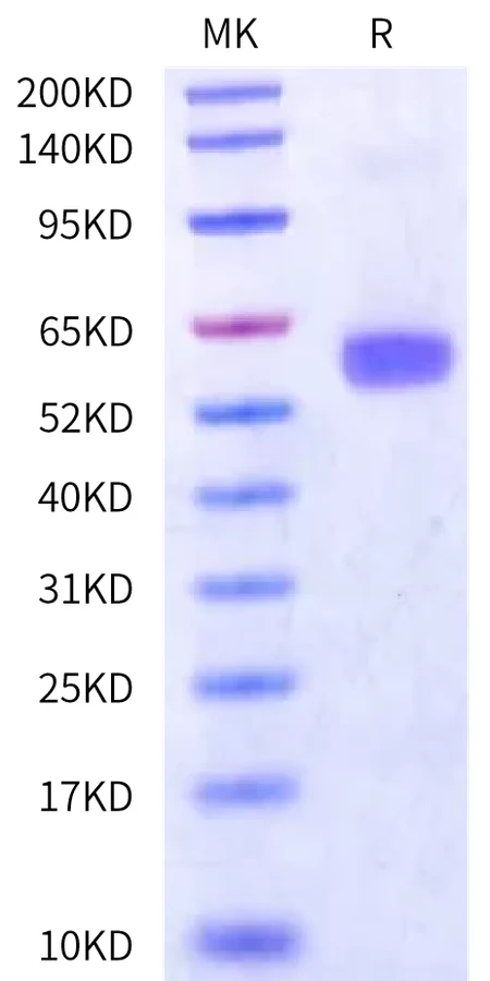 CD127-HF002 Bis-Tris-PAGE-white result