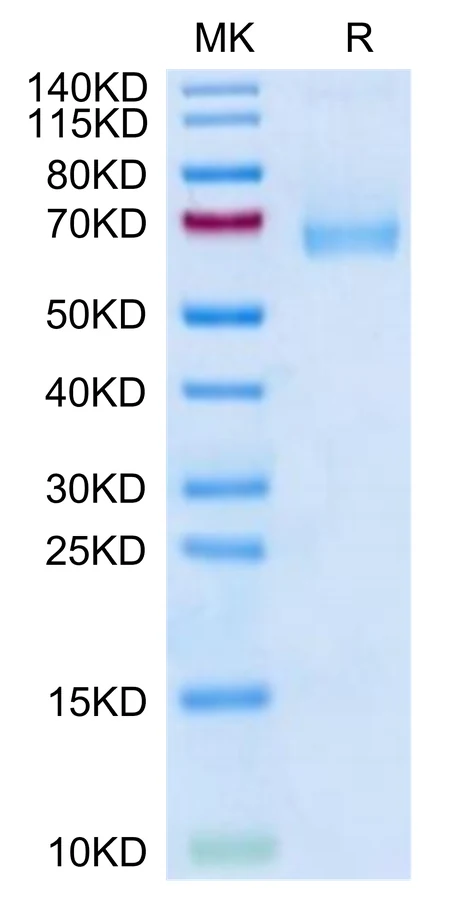 CD127-MF001 Bis-Tris-PAGE-white result