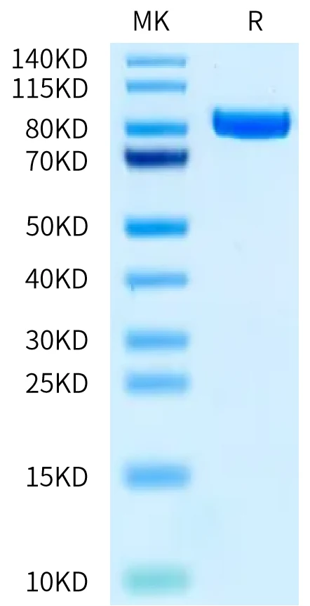 CD131-HF001 Bis-Tris-PAGE-white result