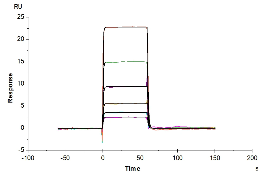 CD131-HF001 SPR result
