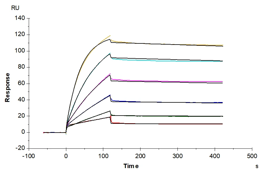 CD133-HB001 SPR result