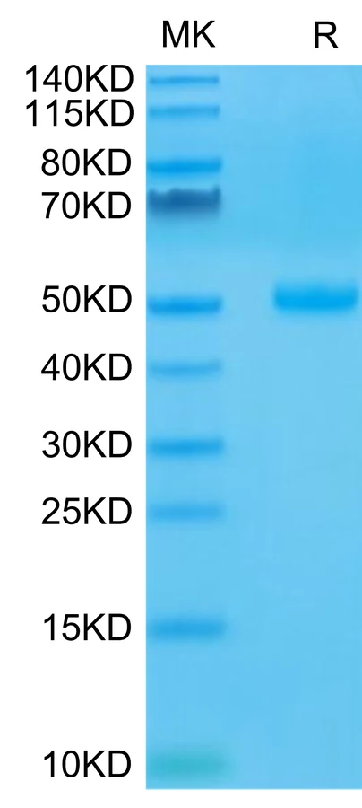 CD152-HF001 Bis-Tris-PAGE-white result