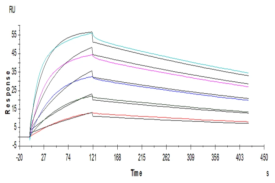 CD152-HF001 SPR result