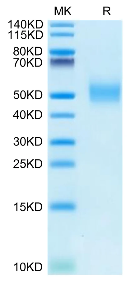 CD155-CP001 Bis-Tris-PAGE-white result