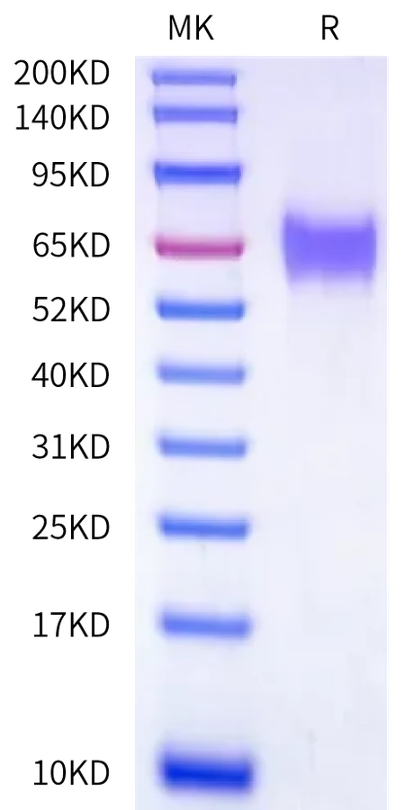 CD155-HB001 Bis-Tris-PAGE-white result