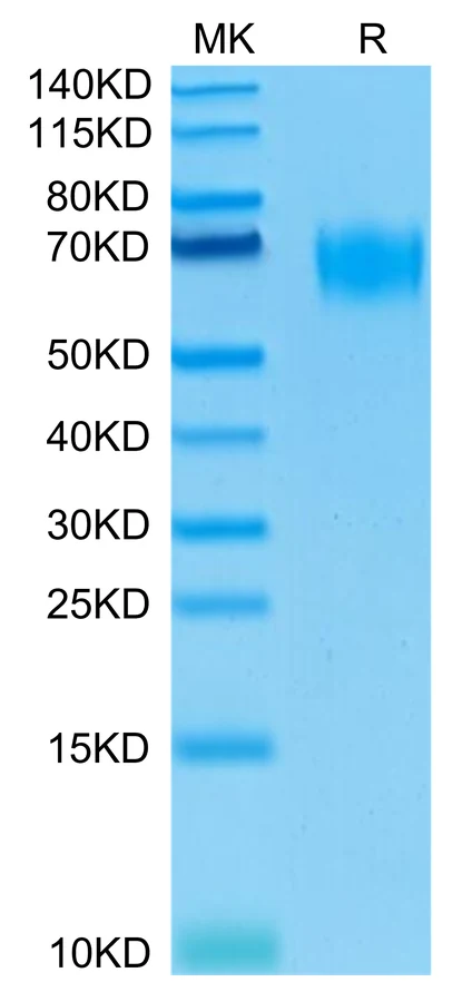 CD155-HB003 Bis-Tris-PAGE-white result