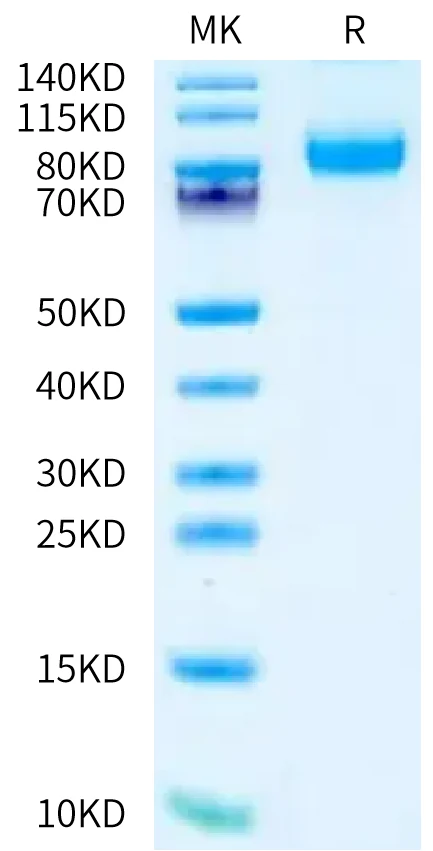 CD155-HB004 Bis-Tris-PAGE-white result