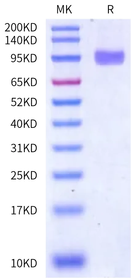 CD155-HP001 Bis-Tris-PAGE-white result