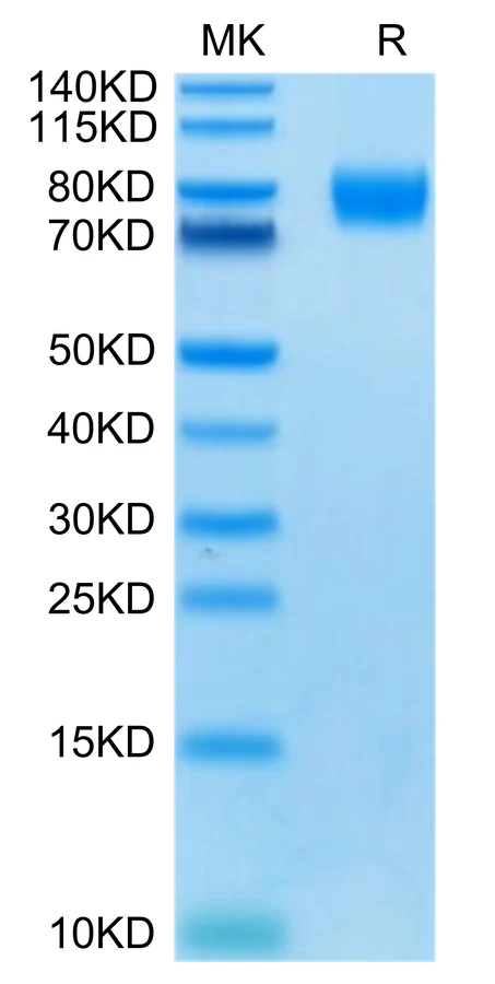 CD155-HP002 Bis-Tris-PAGE-white result