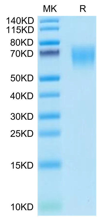 CD155-MP001 Bis-Tris-PAGE-white result