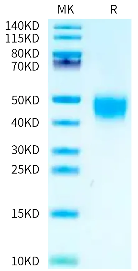 CD16-CB001 Bis-Tris-PAGE-white result