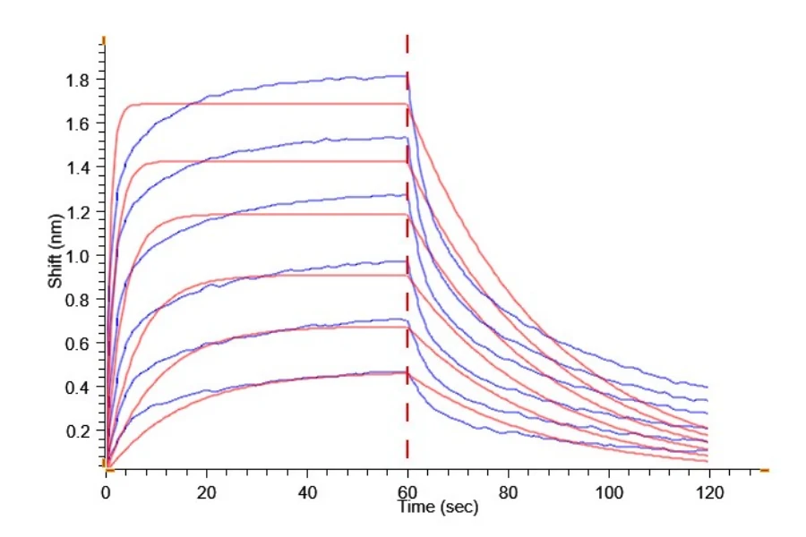 CD16-CP001 BLI result