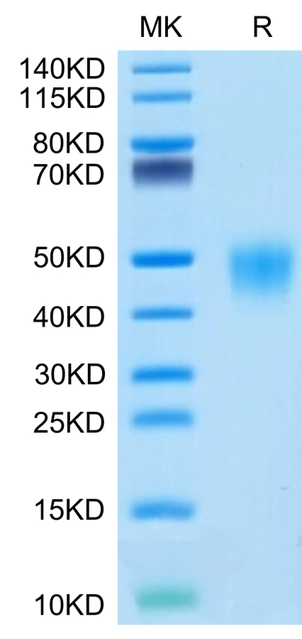 CD16-CP001 Bis-Tris-PAGE-white result