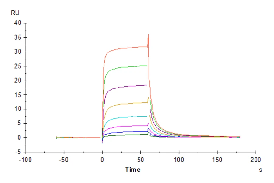 CD16-CP002 SPR result