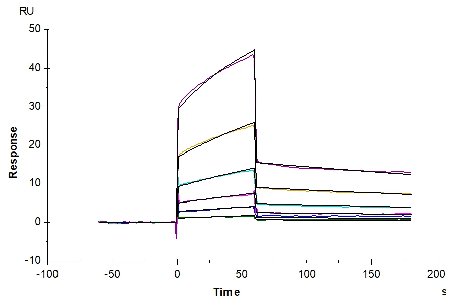 CD16-MB001 SPR result