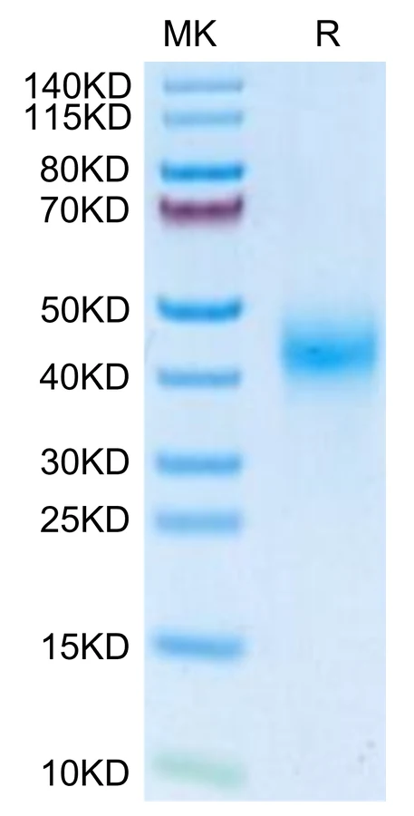 CD16-MP001 Bis-Tris-PAGE-white result