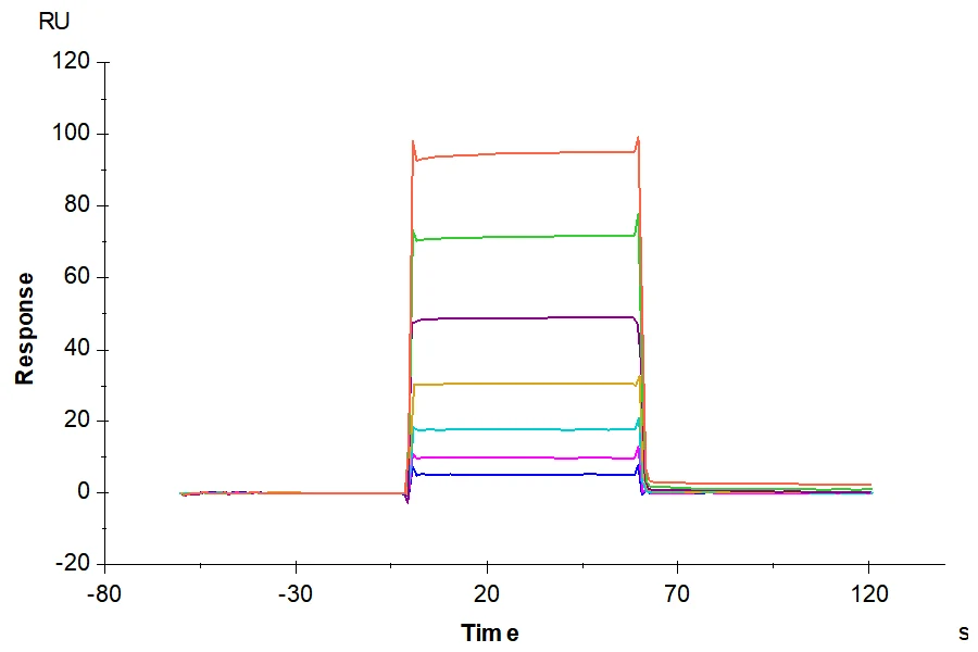 CD16-MP001 SPR result