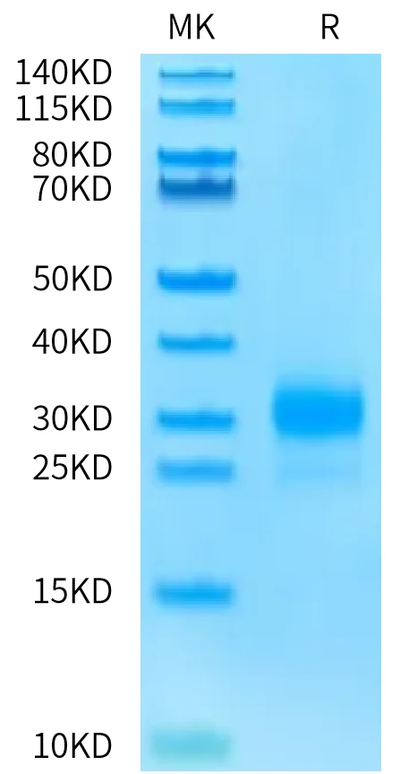 CD160-HB001 Bis-Tris-PAGE-white result