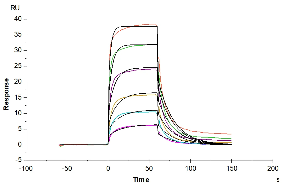 CD160-HB001 SPR result