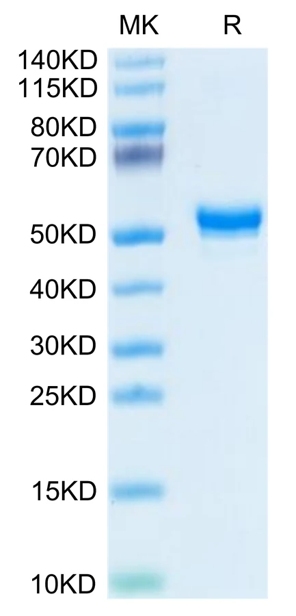 CD160-HF001 Bis-Tris-PAGE-white result
