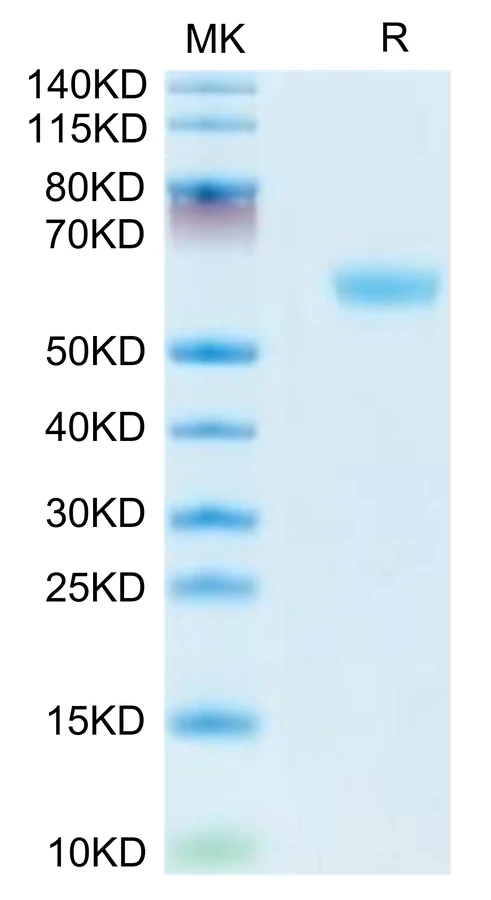 CD160-MF001 Bis-Tris-PAGE-white result