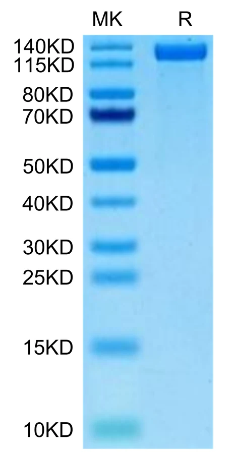 CD163-HB001 Bis-Tris-PAGE-white result