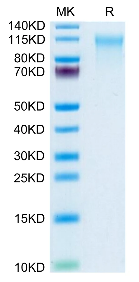 CD164-HF001 Bis-Tris-PAGE-white result