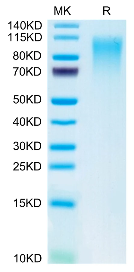 CD164-MF001 Bis-Tris-PAGE-white result
