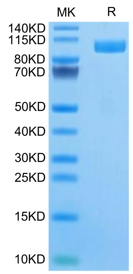 CD166-HF001 Bis-Tris-PAGE-white result