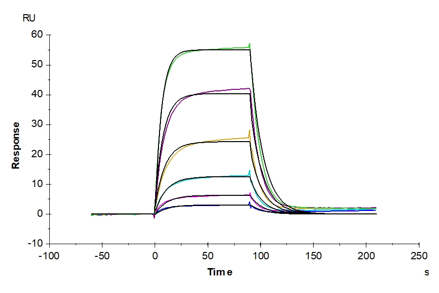 CD166-HF001 SPR result