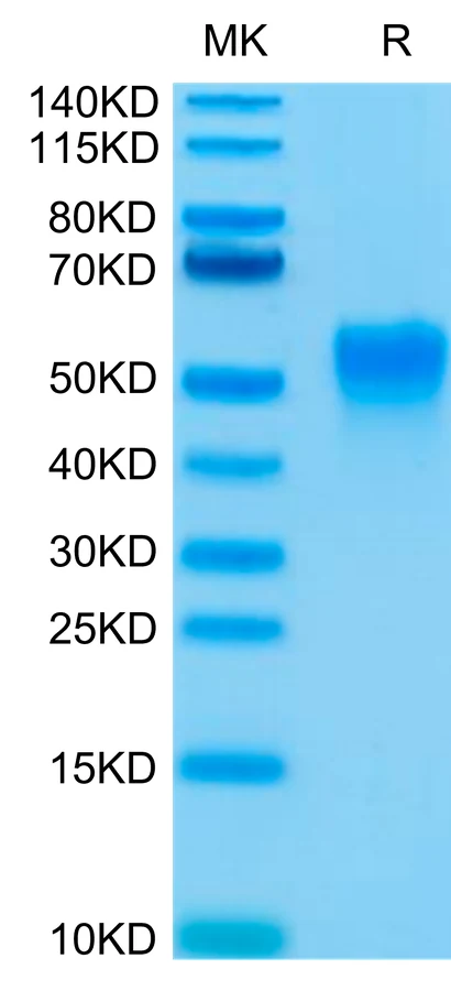 CD16A-HB001 Bis-Tris-PAGE-white result