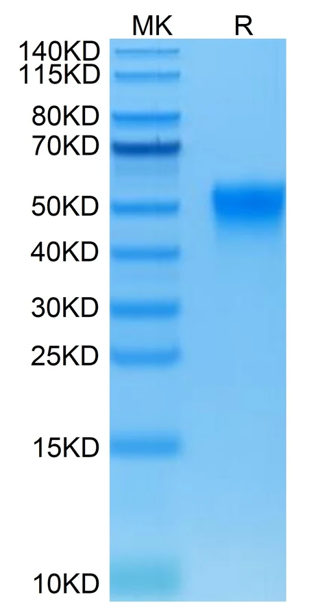 CD16A-HB002 Bis-Tris-PAGE result