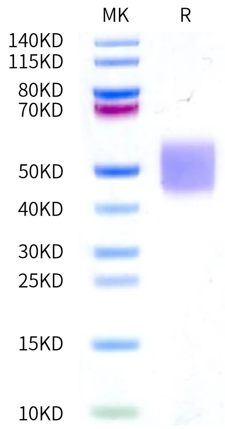 CD16A-HP001 Bis-Tris-PAGE-white result