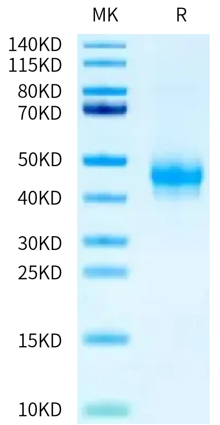 CD16A-HP002 Bis-Tris-PAGE-white result