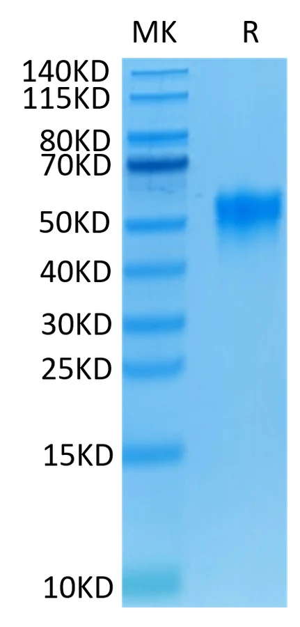 CD16A-HP003 Bis-Tris-PAGE-white result