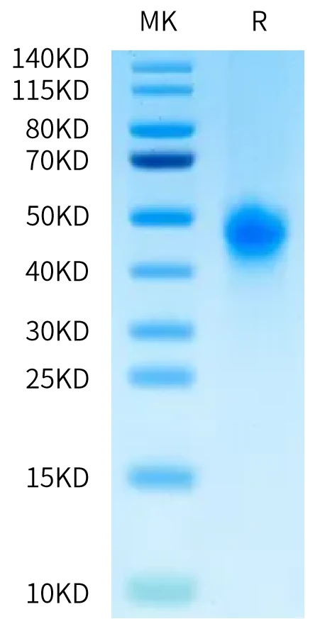 CD16B-HB001 Bis-Tris-PAGE-white result
