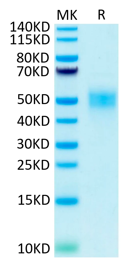 CD16B-HB002 Bis-Tris-PAGE-white result