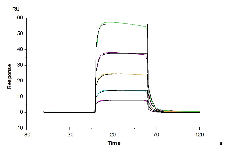 CD16B-HB002 SPR result