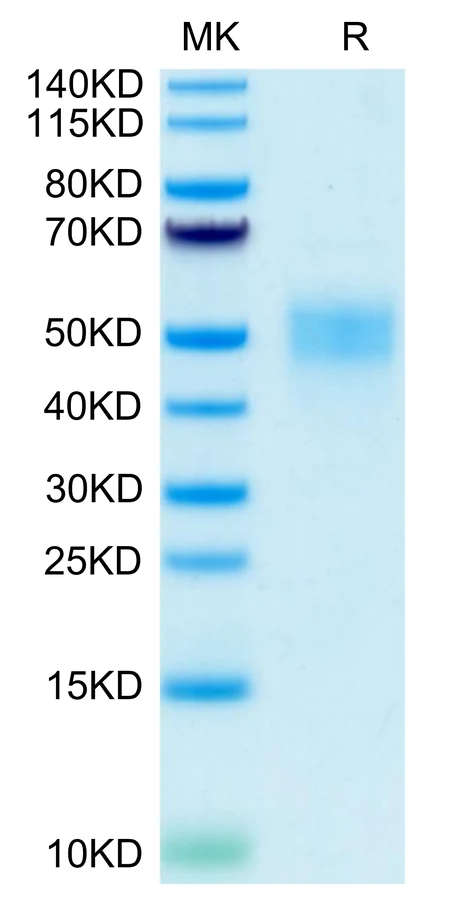 CD16B-HP002 Bis-Tris-PAGE-white result