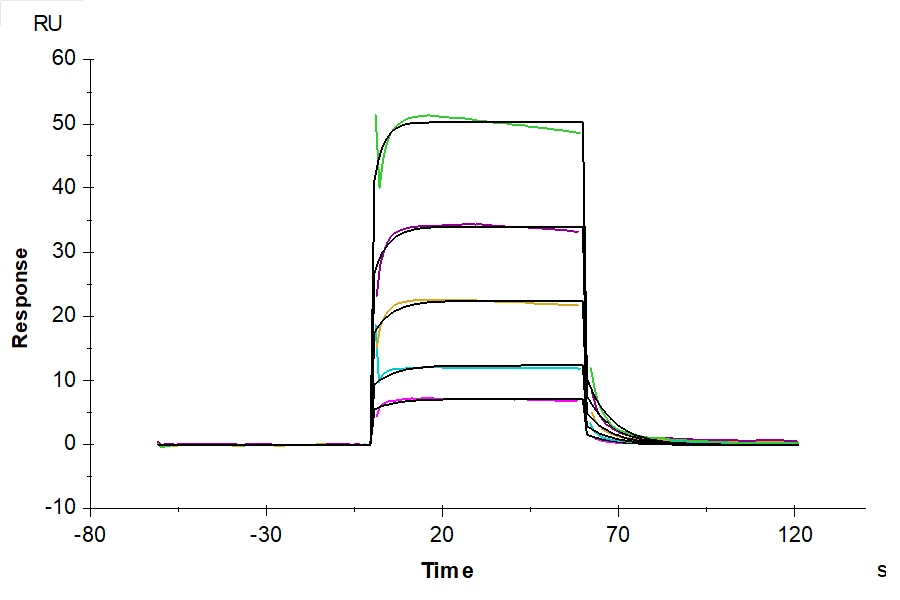 CD16B-HP002 SPR result
