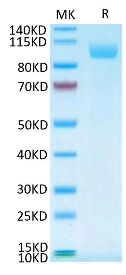 CD170-HF001 Bis-Tris-PAGE-white result